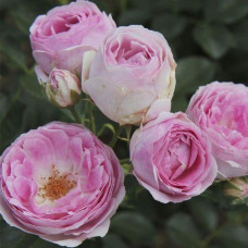 Саджанці троянд флорибунда Везалиус Vesalius