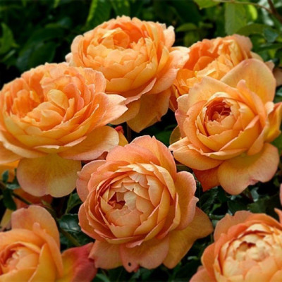Роза Леди оф Шалот. (Lady of Shalott)  3х річка.