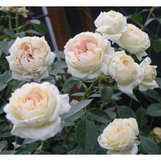 Роза в'юнка Мон Жарден е Ма Мезон (Mon Jardin et Ma Maison)