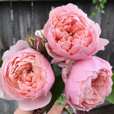 Роза Зе Алнвік Роуз The Alnwick Rose (AUSgrab, Alnwick Castle Austin, 2001 Англійські троянди
