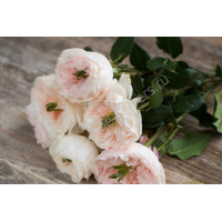 Роза  Чарити 
Charity
Английские розы (English Rose, Austin)