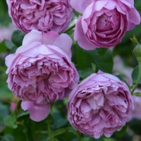 Роза шраб Чарльз ренні макінтош Charles Rennie Mackintosh