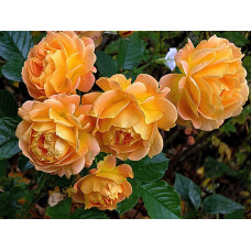 Роза Goldelse ( Голдэльзе)
