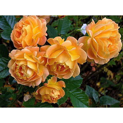Роза Goldelse ( Голдэльзе)