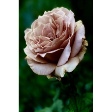 Роза Флорибунда Роза Мокароза Rosa Mokarosa 3х річні