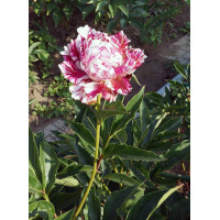 Півонія Кенді Страйп Paeonia Candy Stripe