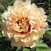 Півонія ІТО-гібрид Кенері Брильянтс Paeonia Canary Brilliants