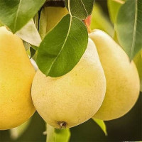 Груша літня Клапа
