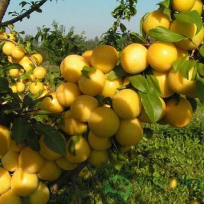 Слива Мірабель колоноподібна