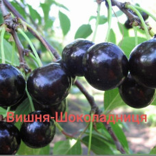 Вишня  Шоколадниця