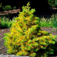 Пихта  «ВИНТЕРГОЛД» ABIES CONCOLOR WINTERGOLD.

.