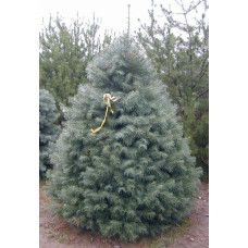 Пихта Abies concolor Compacta C5, С7.