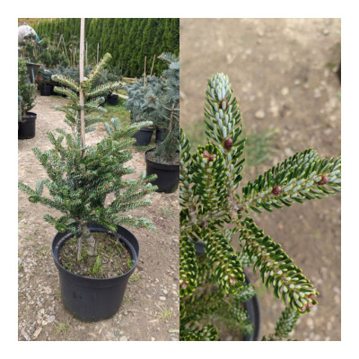 Ялиця Abies koreana Silver Show