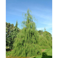 КИПАРІСОВІК Chamaecyparis imbricata Pendula С-5