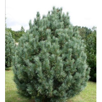 Pinus(сосна) cembra Glauca Compacta C-5

В наявності
