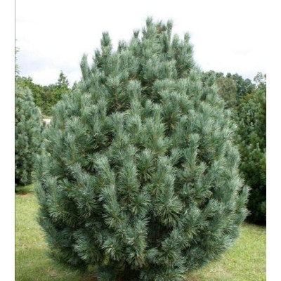 Pinus(сосна) cembra Glauca Compacta C-5

В наявності