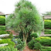 Pinus(сосна) jeffreyi Joppi
