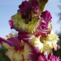Гладіолус Лісова Німфа (5 шт. дитки)