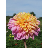 Анемонова Георгіна Life Style (Dahlia Anemone 'Lifestyle'). Новинка!