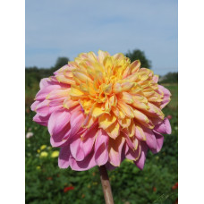 Анемонова Георгіна Life Style (Dahlia Anemone 'Lifestyle'). Новинка!