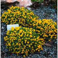 Виталиана 'Praetorian' (Vitaliana primuliflora 'Praetorian)