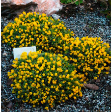Виталиана 'Praetorian' (Vitaliana primuliflora 'Praetorian)