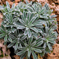 Saxifraga crustata 'Minima', Ломикамінь інкрустована 'Мінімум'.