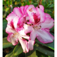 Рододендрон Hachmanns Charmart в горщику 4-5л