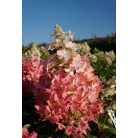 Гортензія карлик метильчаста (Hydrangea paniculata `Baby Lace')