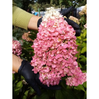 Гортензия метельчатая Living “Pinky Promise”/ Hydrangea Paniculata “Pinky Promisе