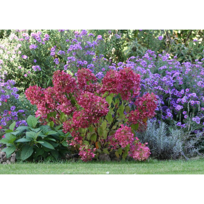Гортензія метильчаста Даймонд Руж®/Рендіа®/Hydrangea paniculata 'Rendia' DIAMANT ROUGE