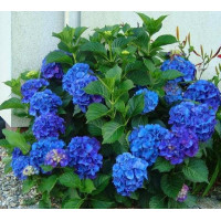 Гортензія макрофіла  Magical Blue Bellls