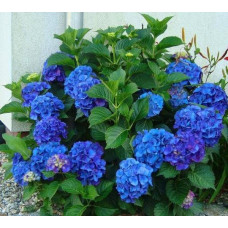 Гортензія макрофіла  Magical Blue Bellls
