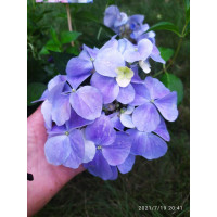 Гортензія ампельна черешкова Френч Болеро Блу (French Bolero Blue)