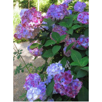 Гортензія пилкова Преціоза (Hydrangea serrata Preziosa)