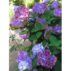 Гортензія пилкова Преціоза (Hydrangea serrata Preziosa)