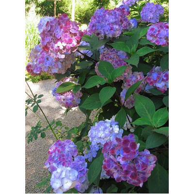 Гортензія пилкова Преціоза (Hydrangea serrata Preziosa)