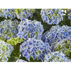 Гортензія великолиста Saxon® Candy Heart Blue