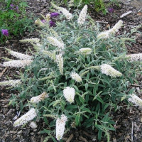 Будлея біла White Profusion