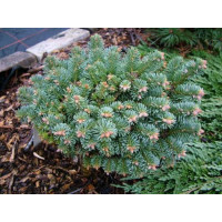 Abies/піхта lasiocapra Alpine Beauty