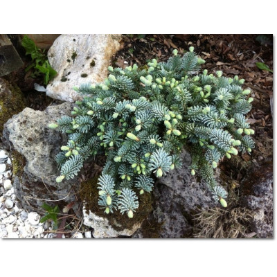 ПІХТА/Ялиця/Abies procera Pesek штамбова форма