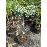 Кипарисовик штамбова форма Curly Tops C-10   ,