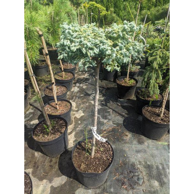 Кипарисовик штамбова форма Curly Tops C-10 ,