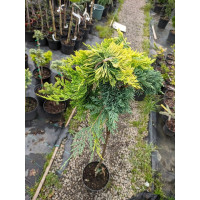 Ялівець horizontalis Ice Blue x Golden Carpet