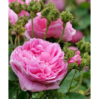 Роза  центифольная  шраб , Crested Provence, Шапо дэ Наполеон, Шапка Наполеона.
