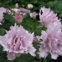 Кутюр Роз Тілія/Couture Rose Tilia