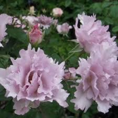 Кутюр Роз Тілія/Couture Rose Tilia