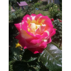 Троянда чайно-гібридна Пульман Орієнт Експрес