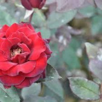 Троянда штамбова Баркаролле