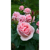Чайно- гібридна троянда Афродіта (Aphrodita) 

Tantau Німеччина, 2006, Hybrid Tea